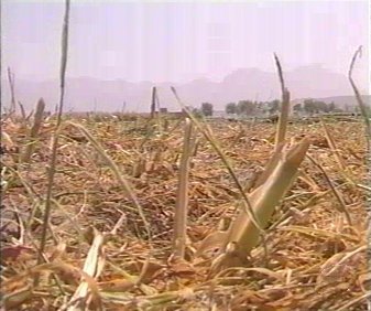 CAMPO (20)  LABRANZA